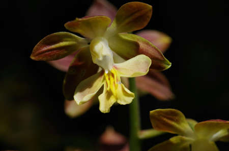Close-up of yellow calanthe discoloの写真素材