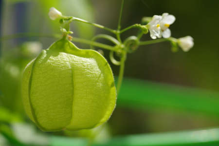 Close-up of Balloon vine (Heart pea, Heart seed)の写真素材