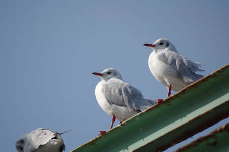 Seabirds  (Seagull)の写真素材
