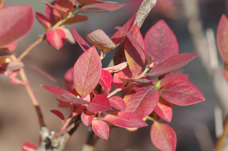 Autumn leaves of blueberries