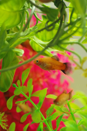 Platyfish (aquarium for tropical fish)