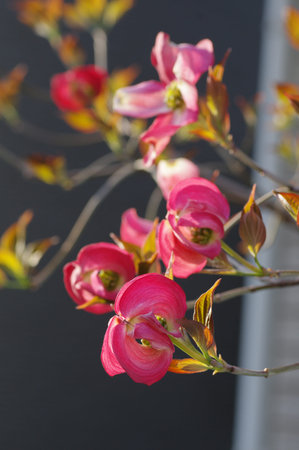 Dogwood flower (just before flowering)