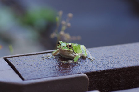 a tree frog