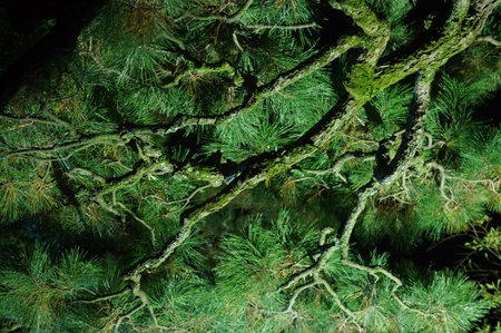 Pine tree in Japanese garden