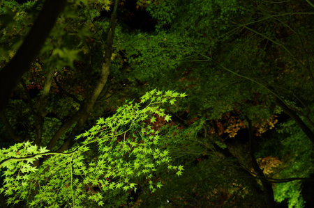 Bright green forest at nightの写真素材