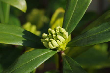 Close-up of daphnia bubの写真素材