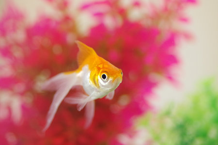 goldfish in aquarium (fantail goldfish)の写真素材