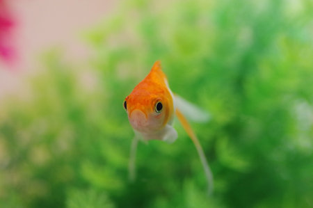 Sarasa Ryukin (orange and white fantail goldfish)