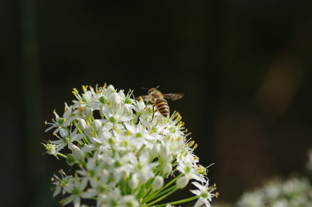 Honeybee and Chinese chive flowers