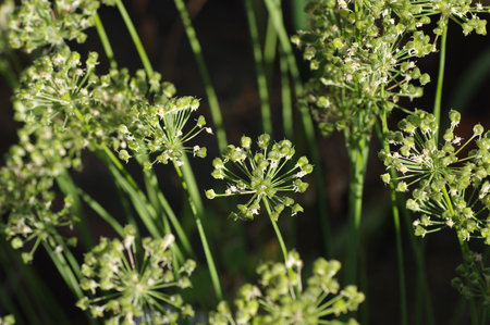 Chive with young seeds formingの写真素材