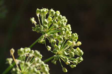 Chive with young seeds forming