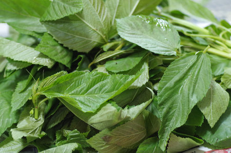 Molokhia leaves, Egyptian spinach