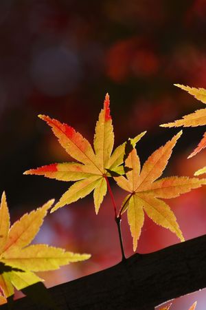 Autumn の写真素材