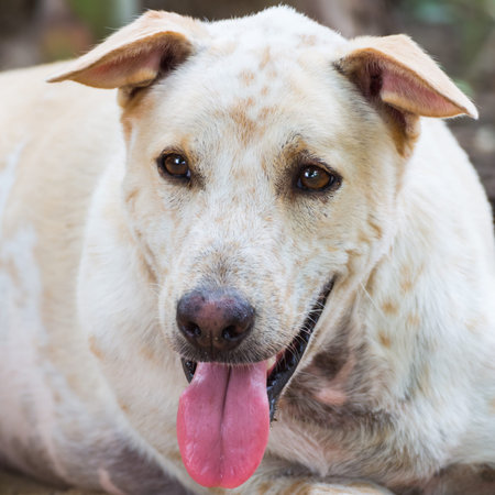thai fat dog