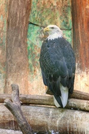 raptor bird with brown feather on body and white feather on the head - Bald Eagleの写真素材