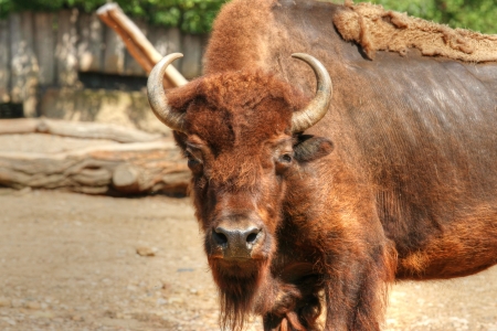 strong ungulate (American bison) watching to youの写真素材