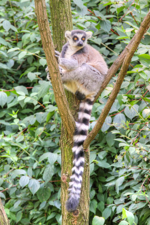 white-headed lemur with long tail sitting on the tree
