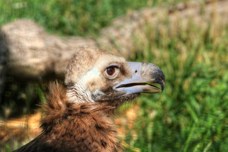 detail photo of the bird (Cinereous Vulture)の写真素材