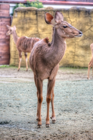 photo of the greater kudu ( tragelaphus strepsiceros )の写真素材