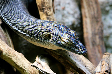 photo of the Mertens's water monitor ( Varanus mertensi )