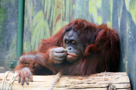 photo of the orangutan ( pongo pygmaeus pygmaeus ) with hand in mouthの写真素材