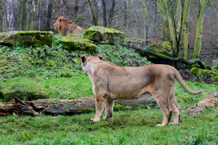 asiatic lion ( Panthera leo persica ) female and male behind photo