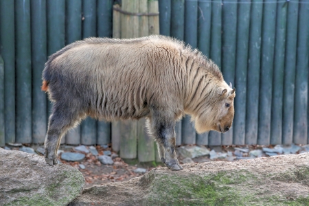 Photo of the Golden Takin (Budorcas Taxicolor Bedfordi).の写真素材