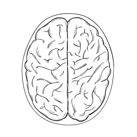 sketch of the human brain on white background, isolatedのイラスト素材
