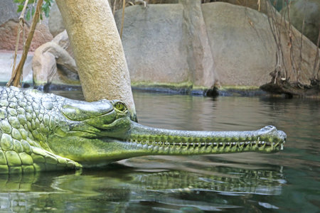 detail photo of the gharial, detail head