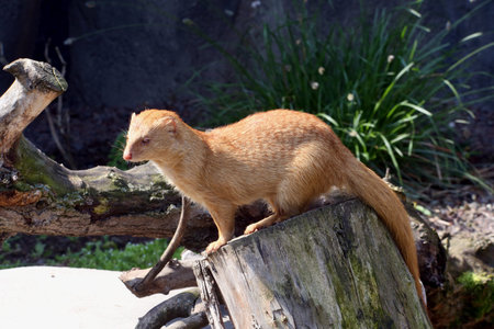 photo of the Slender mongoose on the tree