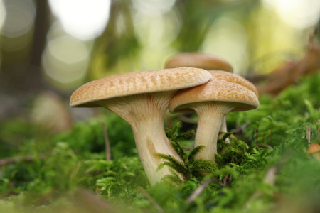 many unidentified orange mushrooms in the moss