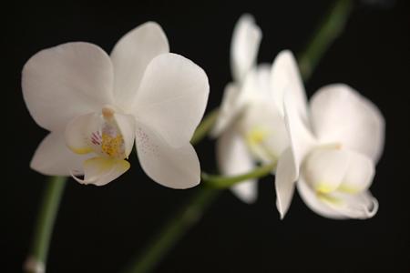 photo of the white orchid blossom, photoの写真素材