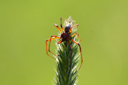 spider on the stalk of grass, photo