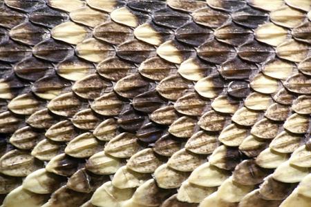 photo of the skin of eastern diamondback rattlesnakeの写真素材