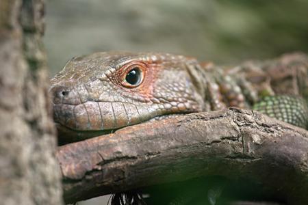 northern caiman lizard - dracaena guianensis, photoの写真素材