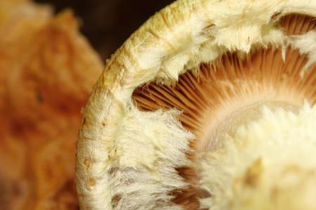 one unidentified white mushroom, bottom view photoの写真素材