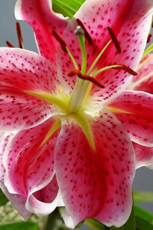 Detail photo of the flower with red blossomの写真素材