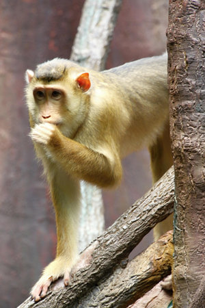 Photo of the one pig-tailed macaque, photo