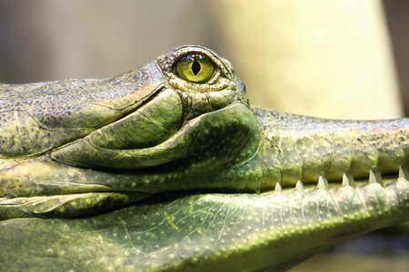 photo of the head and the eye of gavial in the water