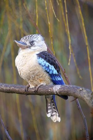 Photo of the blue-winged kookaburra on the treeの写真素材