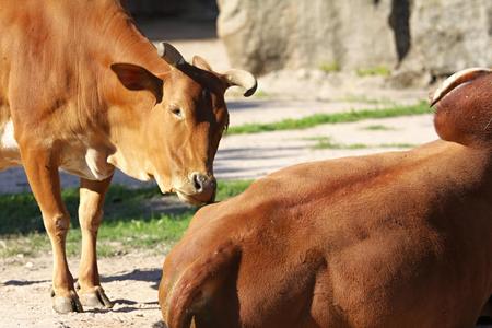 photo of the dwarf zebu - bos taurusの写真素材