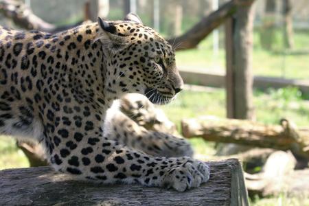 leopard - panthera pardus saxicolor, photoの写真素材