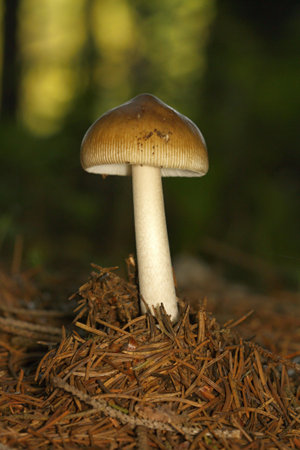 one unidentified unidentified mushrooms in the forest