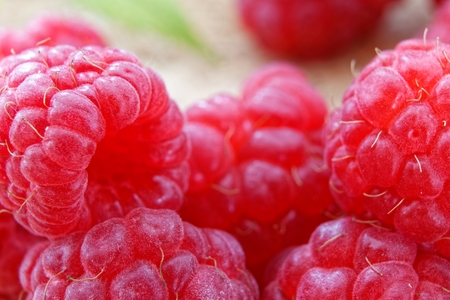 Sweet ripe red raspberries and green leaves.の写真素材