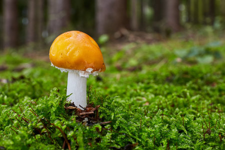 Amanita muscaria - inedible mushroom. Fungus in the natural environment. English: fly agaric, fly...