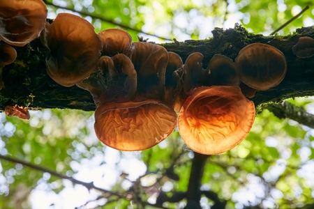 Auricularia auricula-judae - edible mushroom. Fungus in the natural environment. English: Jew's ear, wood ear, jelly ear,Judas's earの写真素材