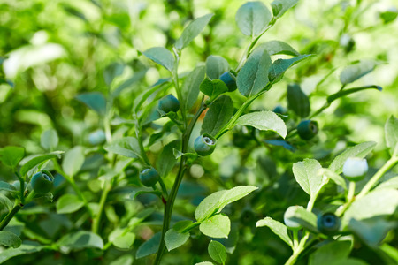 Wild green unripe blueberries in growth in the forest. Small blueberries bushes with small green berries in early spring not ready to eat yet.の写真素材