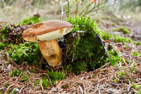 Imleria badia - edible mushroom. Fungus in the natural environment. English: bay bolete