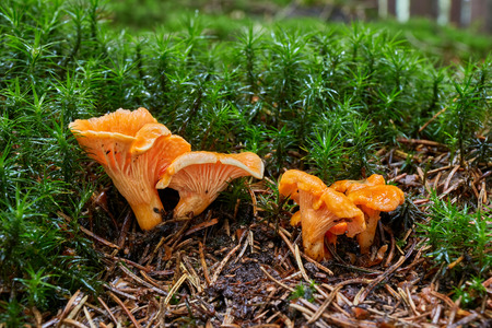 Cantharellus cibarius - edible mushroom. Fungus in the natural environment. English: chanterelle, golden chanterelle, girolleの写真素材