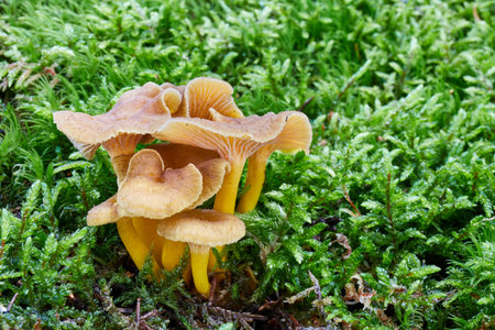 Craterellus tubaeformis - edible mushroom. Fungus in the natural environment. English: Yellowfoot,...